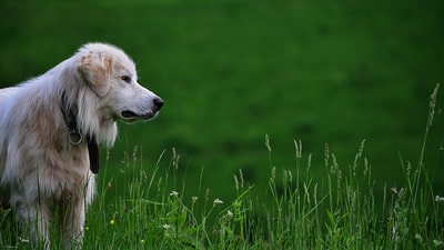 白天绿草上的狗